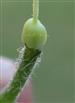  Ovary